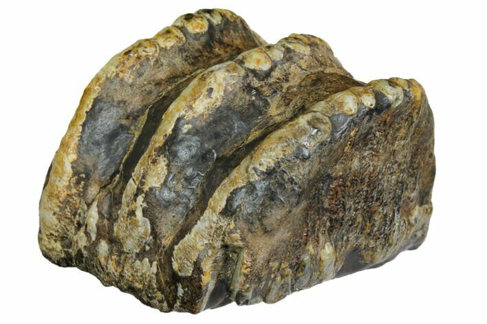 Partial, Fossil Stegodon Molar - Indonesia #149729